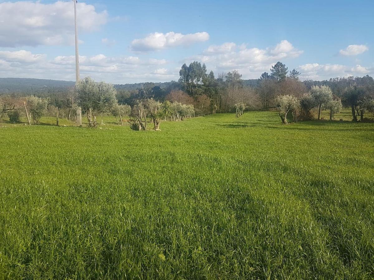 Quinta Jr -