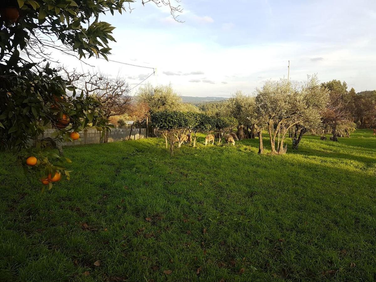 Quinta Jr - * Carregal (Viseu)